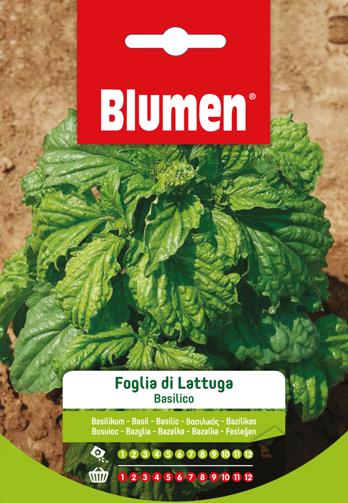 Semi Basilico Foglia Di Lattuga