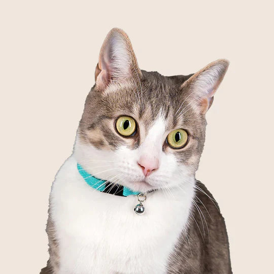 Gatto