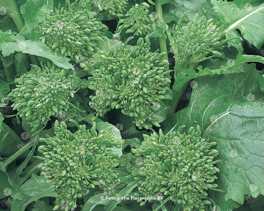 Semi Cima di Rapa novantina 90°