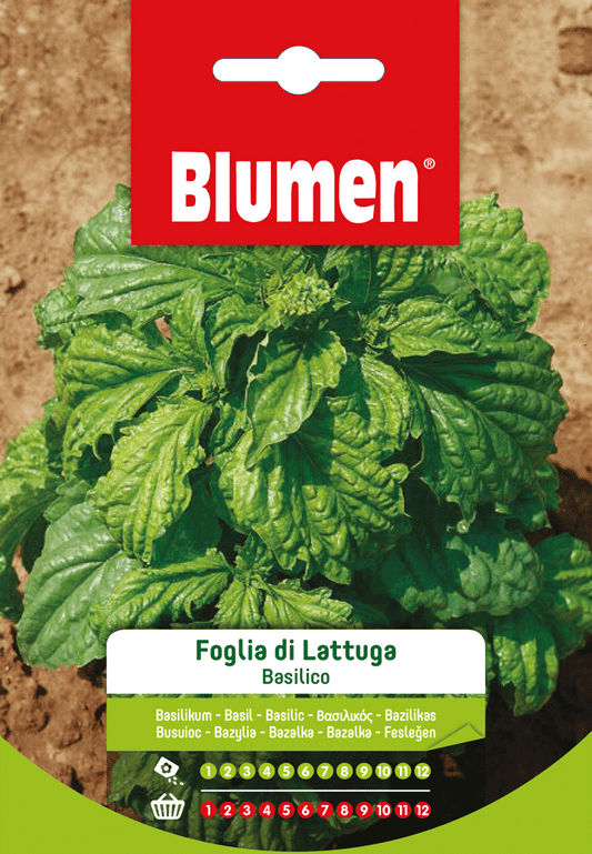 Semi Basilico Foglia Di Lattuga
